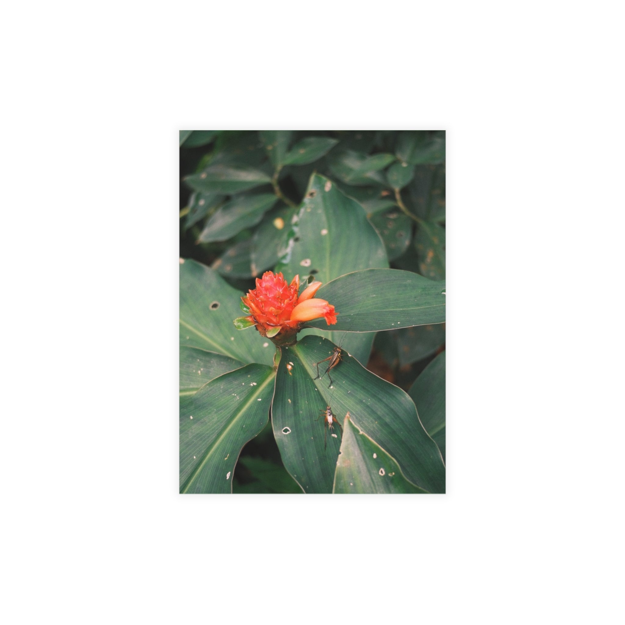 Red Ginger Botanical Postcard Bundle with Envelopes — Tropical Floral Note Cards