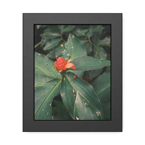 Tropical Botanical Framed Poster — Red Ginger Flower Wall Art