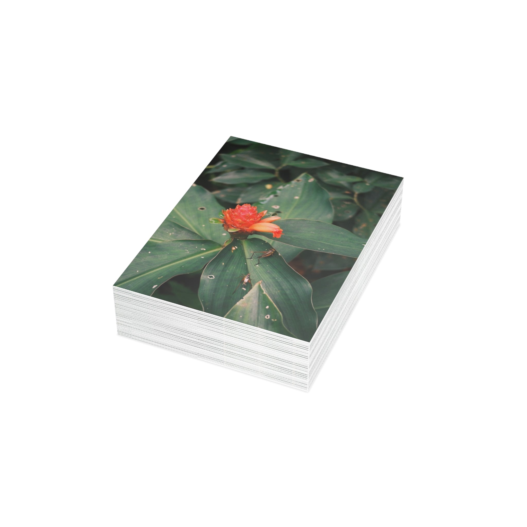 Red Ginger Botanical Postcard Bundle with Envelopes — Tropical Floral Note Cards