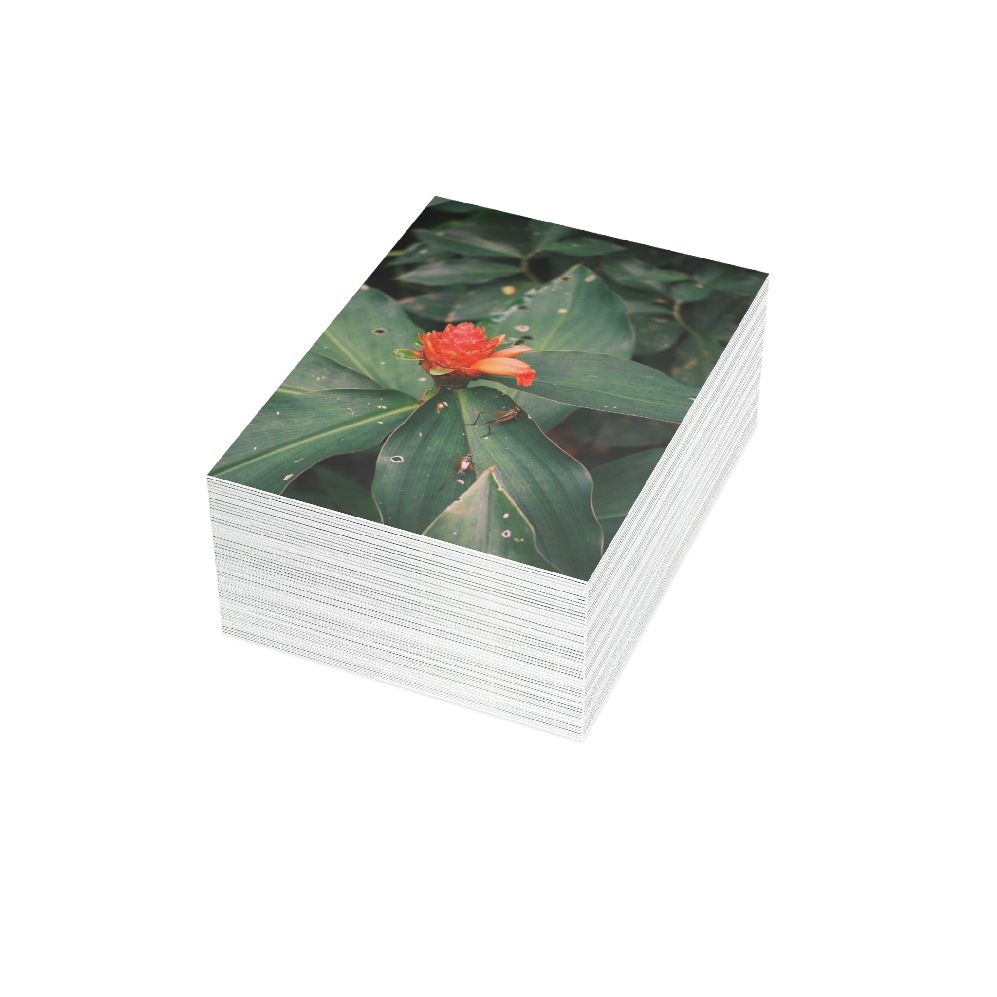 Red Ginger Botanical Postcard Bundle with Envelopes — Tropical Floral Note Cards