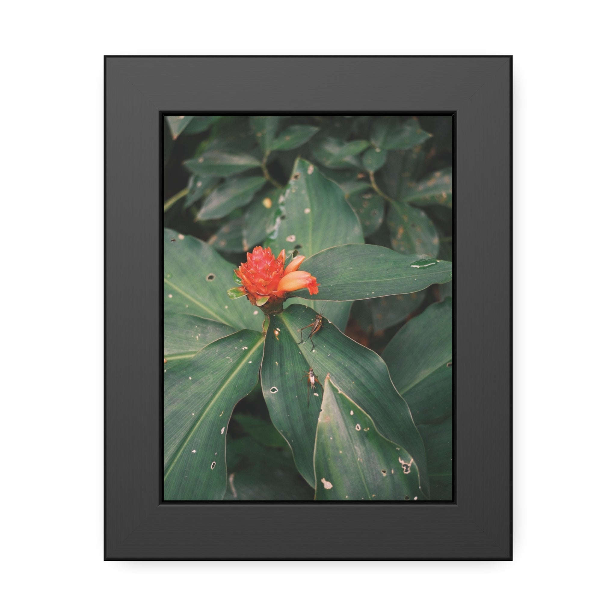 Tropical Botanical Framed Poster — Red Ginger Flower Wall Art