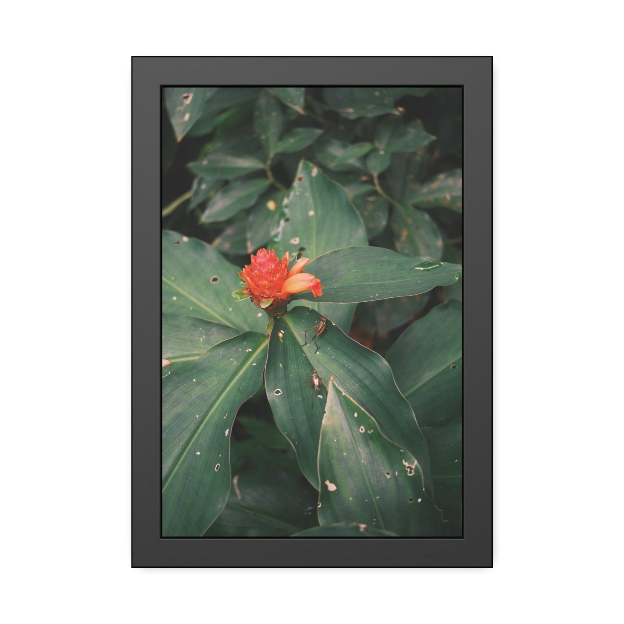 Tropical Botanical Framed Poster — Red Ginger Flower Wall Art