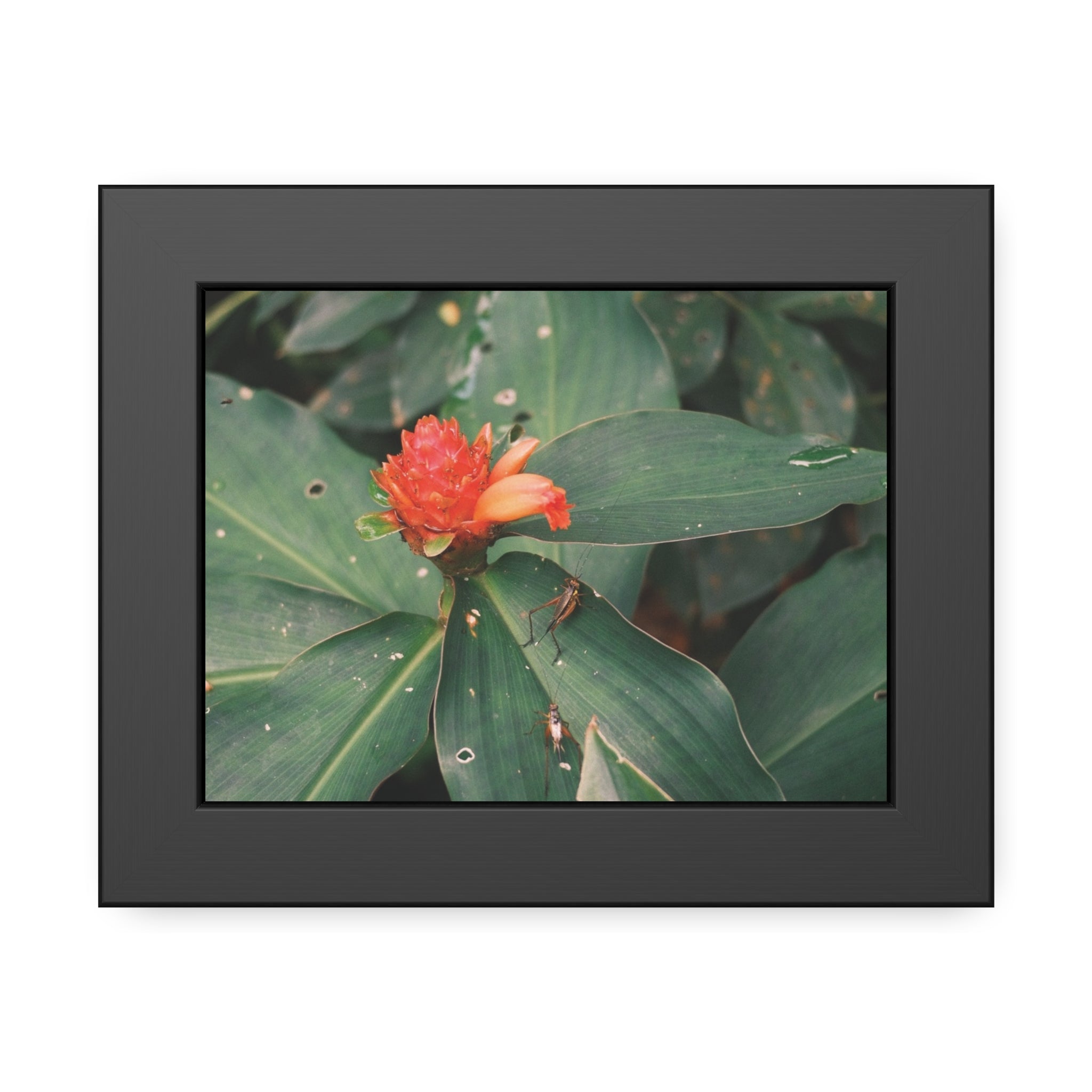 Tropical Botanical Framed Poster — Red Ginger Flower Wall Art