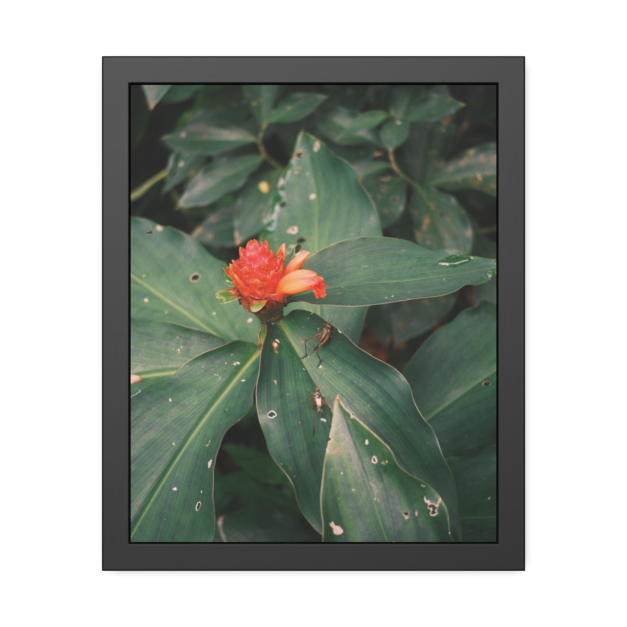 Tropical Botanical Framed Poster — Red Ginger Flower Wall Art