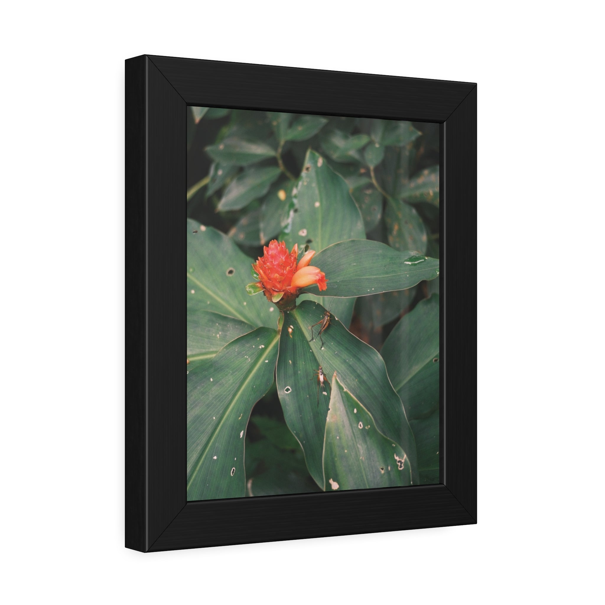 Tropical Botanical Framed Poster — Red Ginger Flower Wall Art