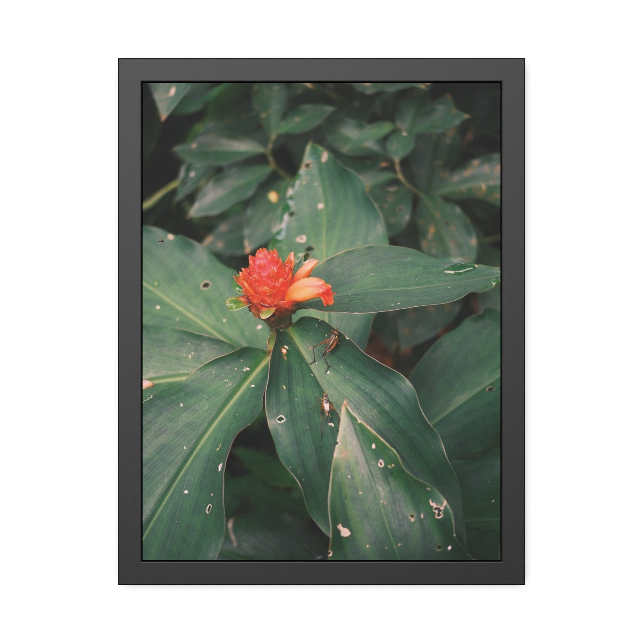Tropical Botanical Framed Poster — Red Ginger Flower Wall Art
