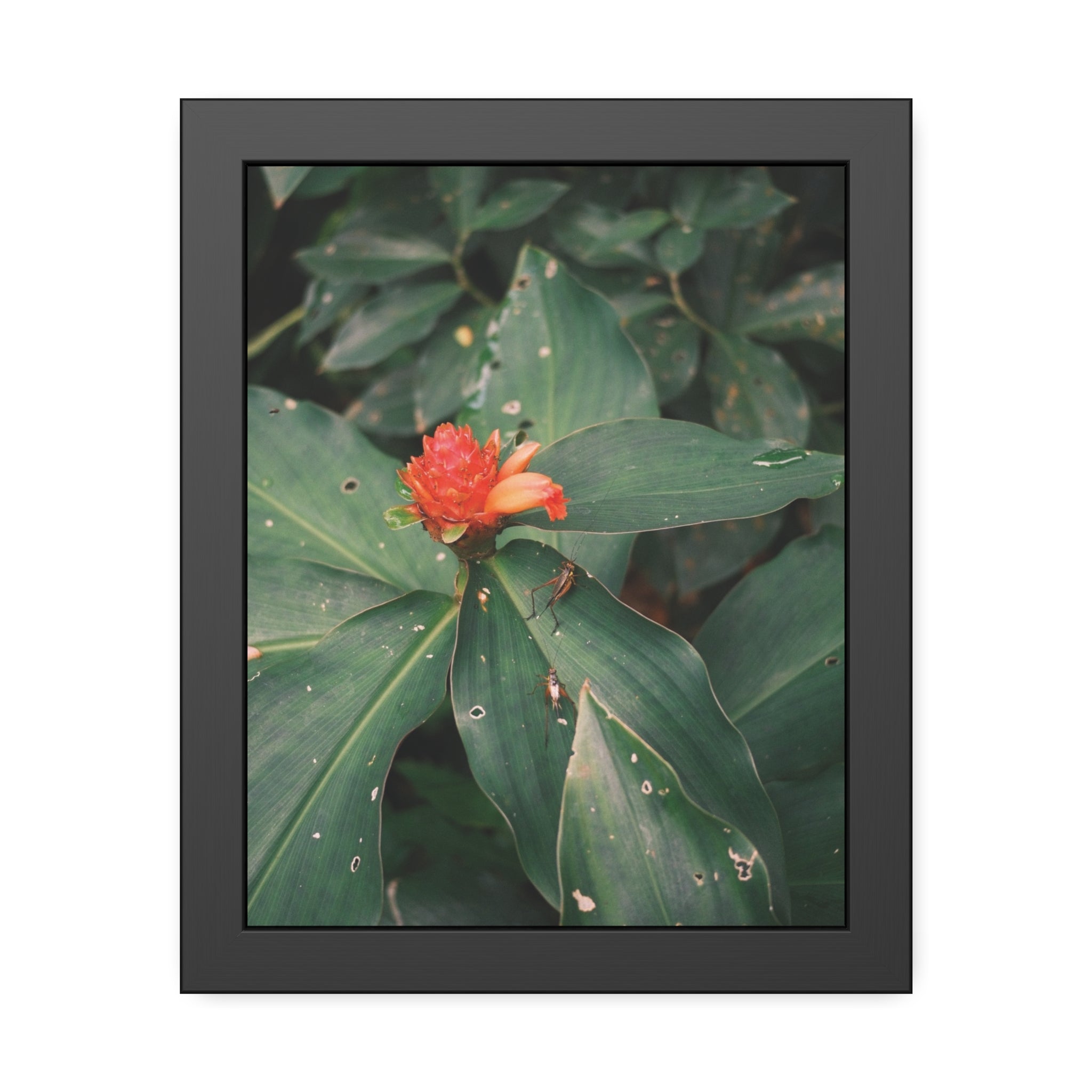 Tropical Botanical Framed Poster — Red Ginger Flower Wall Art